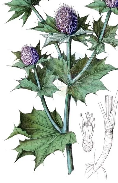 Illustration of a thistle plant with purple flower and spiky green leaves.
