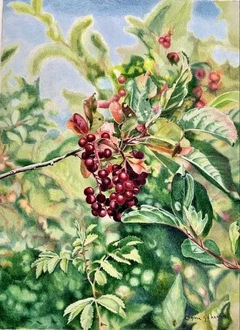 Close-up of red berries on green leafy branches.
