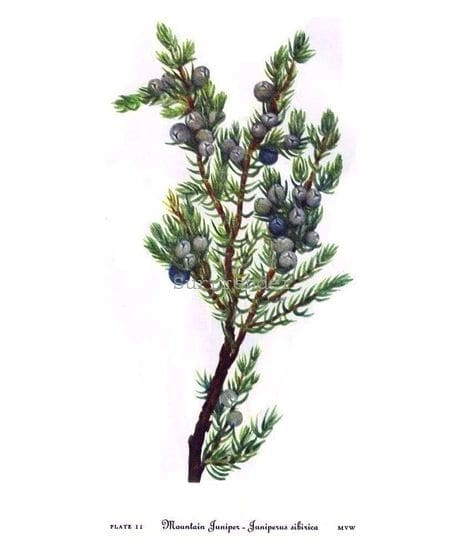 Branch of a plant with purple berries and green leaves.