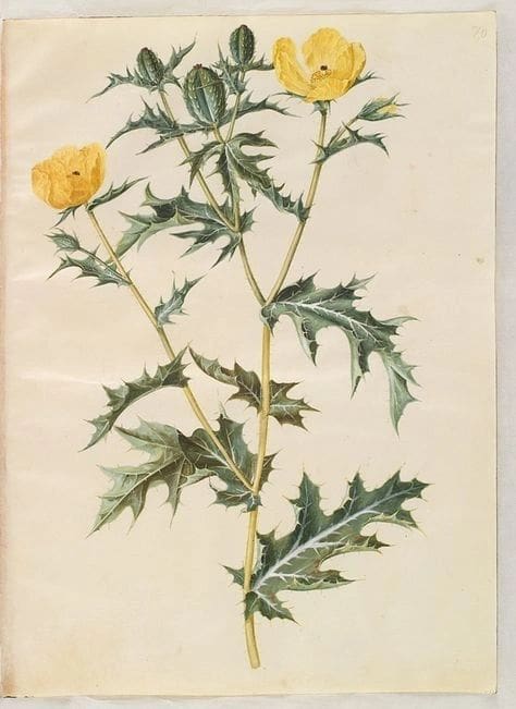 Illustration of a yellow-flowered thistle plant with spiny leaves.