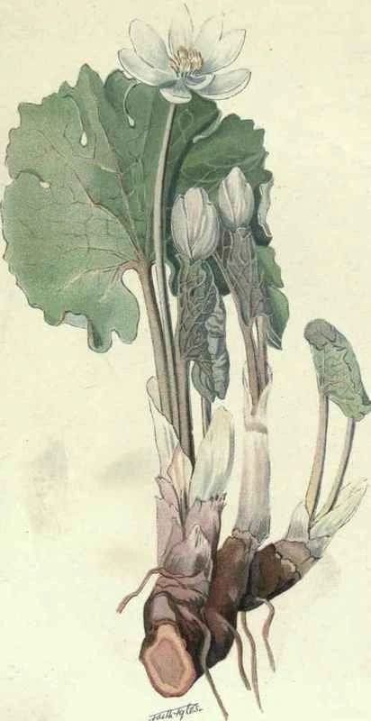 Detailed botanical illustration of a plant with large leaves and flowers.