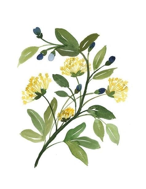 Illustration of a flowering branch with green leaves and yellow blooms.