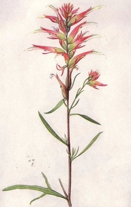A delicate botanical illustration of a flowering plant with slender leaves.