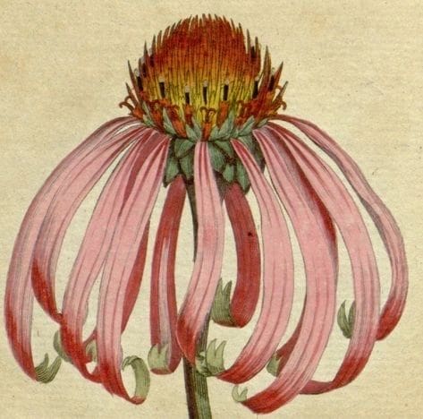 A delicate botanical illustration of a pink coneflower with drooping petals and a textured center.