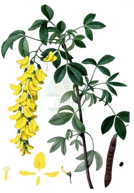 Golden yellow flower cluster on a green leafy plant branch.