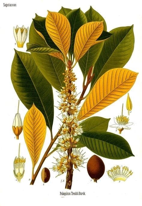 Illustration of a flowering nutmeg tree with leaves and fruit.