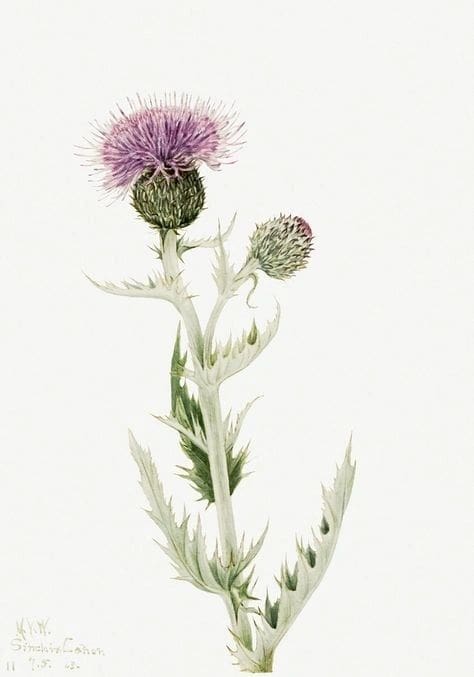 Illustration of a blooming thistle plant with purple flowers and green leaves.