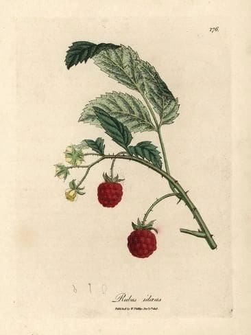 Illustration of a strawberry plant with leaves, flowers, and ripe berries.