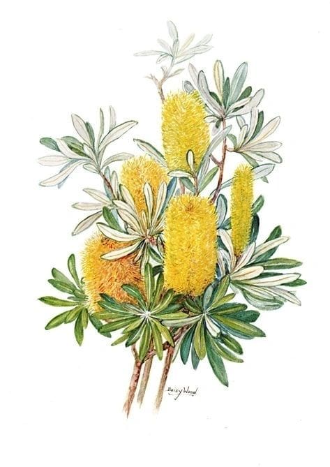 Illustration of golden yellow banksia flowers with green leaves.