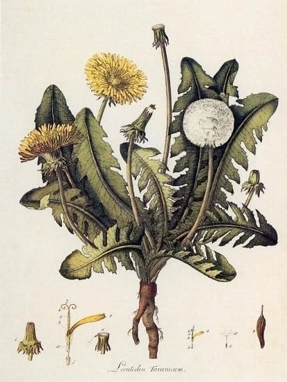 Illustration of a dandelion plant with flowers and seed head.