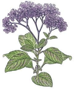 Illustration of a flowering plant with purple blooms and green leaves.