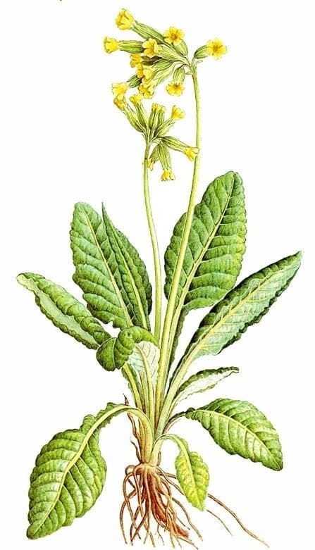 Illustration of a green plant with elongated leaves and a tall flower stem.