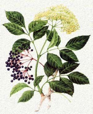 Illustration of a plant with green leaves and clusters of white and dark purple berries.