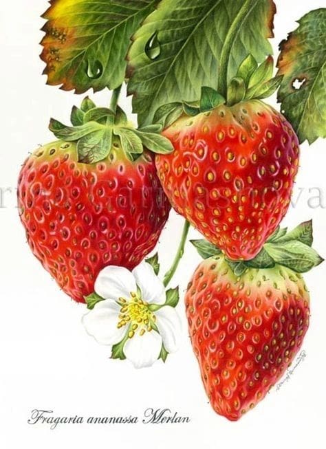 Three ripe strawberries with green leaves and a white flower.