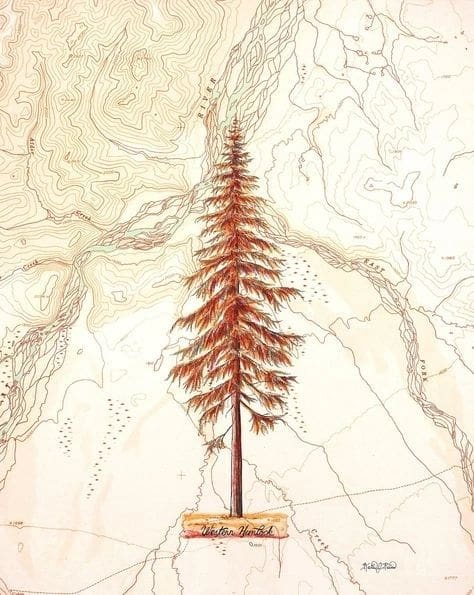 A tall redwood tree illustration over a topographic map.