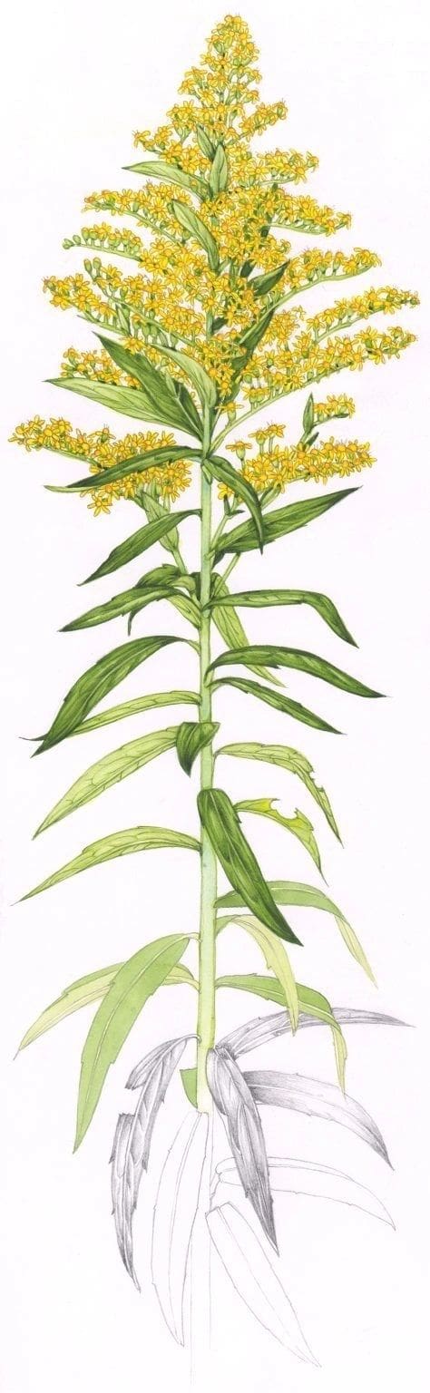 Green plant with elongated leaves on a white background.