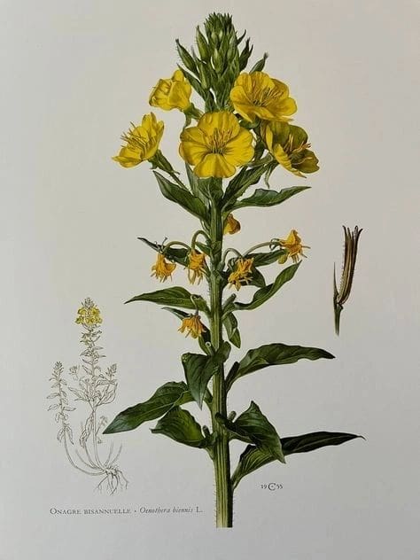 A tall plant with bright yellow flowers and green leaves against a plain background.