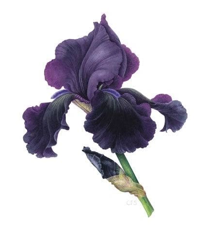 A single dark purple iris flower with ruffled petals.