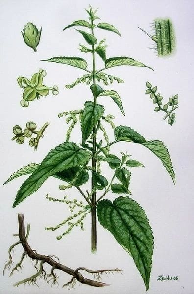 Illustration of a green flowering plant with detailed leaves and blossoms.
