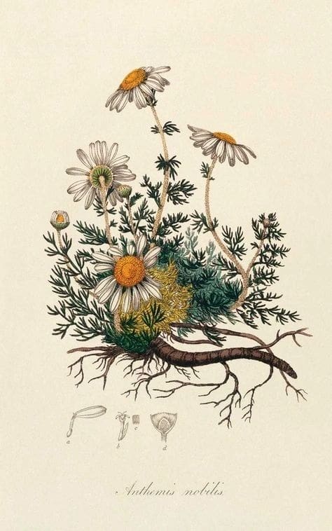 Illustration of a chamomile plant with flowers and roots.