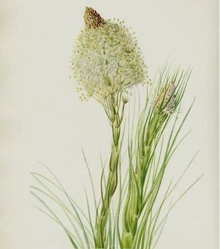 A close-up of a blooming white allium flower with green foliage.
