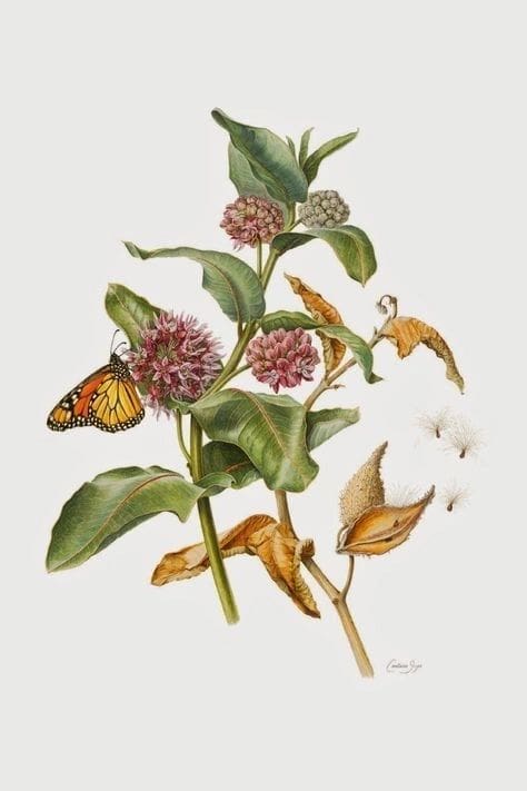 A botanical illustration of a flowering plant with a butterfly and a moth.