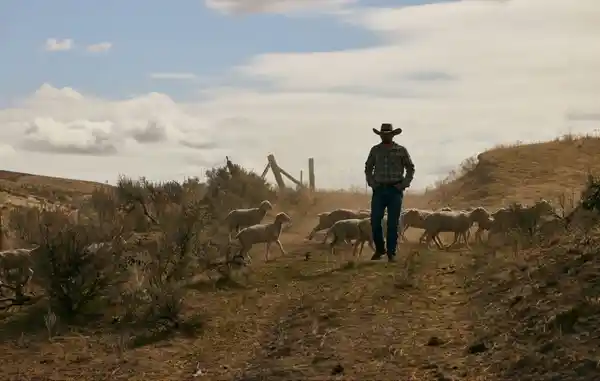 A cowboy walking with cattle on a dusty path.