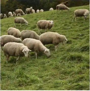 A flock of sheep grazing on a green grassy field.