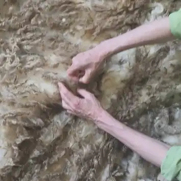 Hands shearing wool from a sheep's fleece.