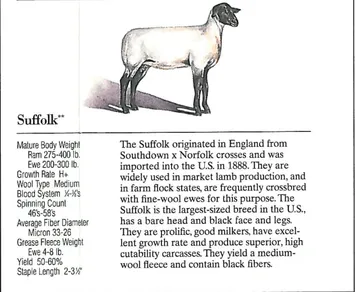 Illustration of a Suffolk sheep with descriptive text.
