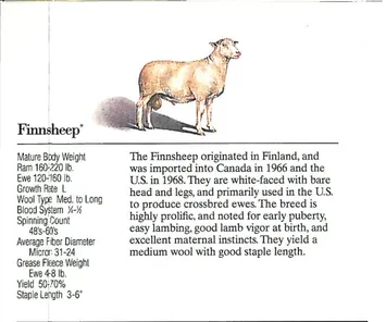 A detailed illustration and description of a Hampshire sheep breed.