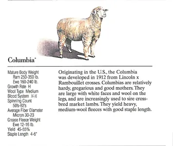 Columbia sheep with detailed breed information and characteristics.