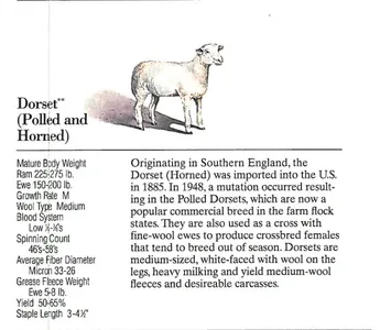 A white sheep standing on grass next to a text block.