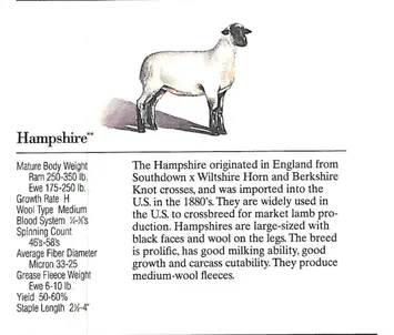 A Hampshire sheep with a black face and white wool stands on grass.