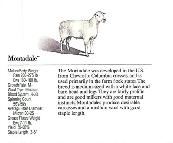 A Montadale sheep standing isolated on a white background.