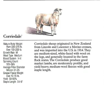 Illustration of a Corriedale sheep with descriptive text about its origins and traits.
