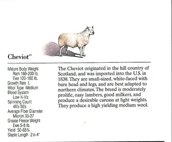 A small white Chavirot dog with a detailed breed description.