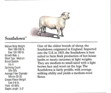 Illustration and description of the Southdown sheep breed.