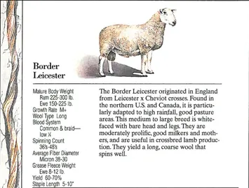 Border Leicester sheep with detailed breed information and characteristics.