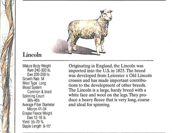 Lincoln sheep with detailed breed information and traits description.