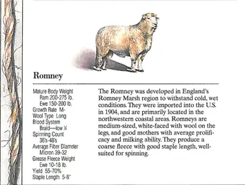 Illustration of Romney sheep with detailed breed information and characteristics.