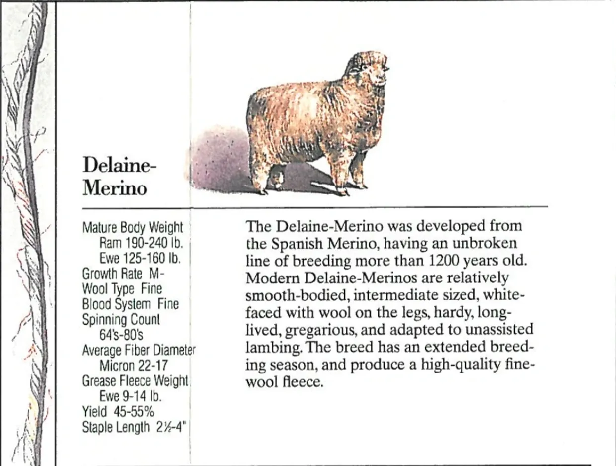A Delaine-Merino sheep stands showcasing its thick wool coat.