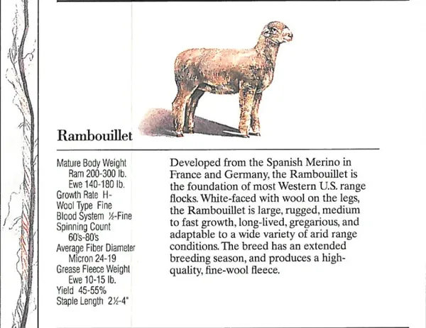 Illustration of the Rambouillet sheep breed with detailed description.