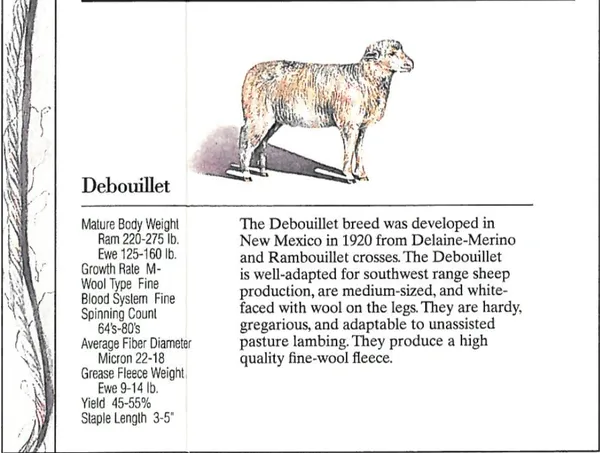The Debouillet breed is a large, wool-producing sheep developed in New Mexico.