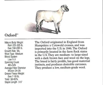 An illustration of an Oxford sheep breed with informative text on its origin and characteristics.