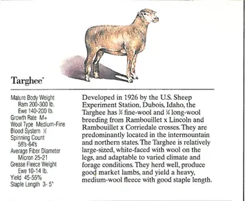 An illustration of a large, muscular livestock animal with a short coat.