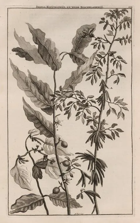 Ink drawing of a botanical plant with detailed leaves and flowers.