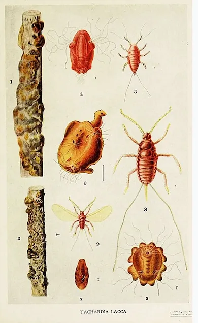 Illustration of various insect life stages and parts.