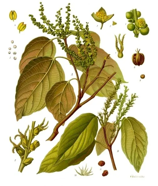 Botanical illustration of a plant with large leaves and seeds.
