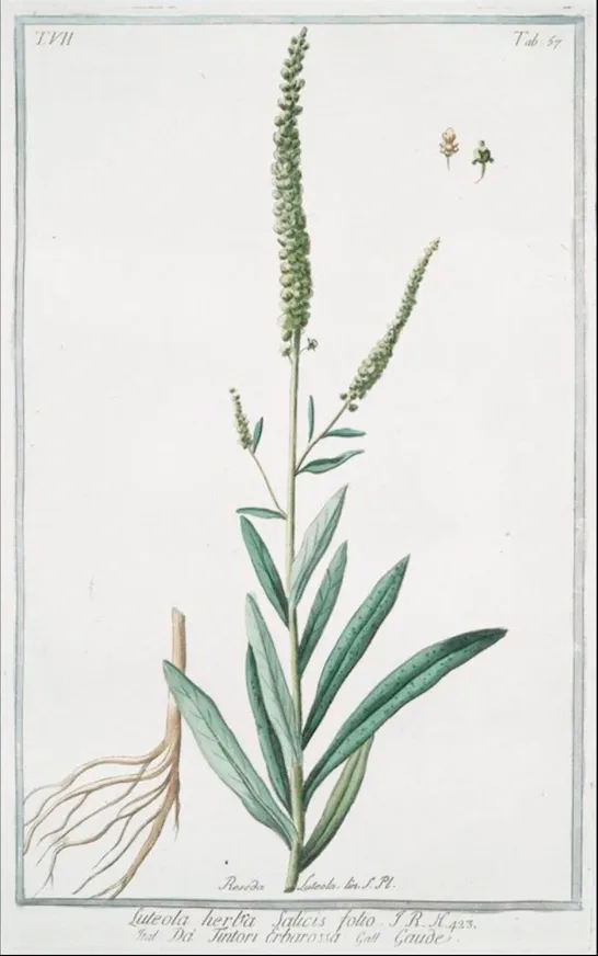 Illustration of a green plant with long leaves and a tall flowering spike.